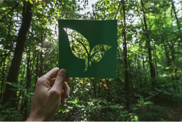 Waarom Kiezen voor Eco-Vriendelijk Vogelspeelgoed?
